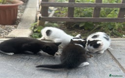 British Shorthair cats for sale: Adorable Black and White Kittens (mixed breed) - Image 19