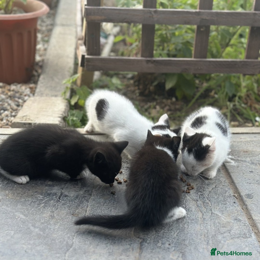 British Shorthair cats for sale: Adorable Black and White Kittens (mixed breed) - Image 19