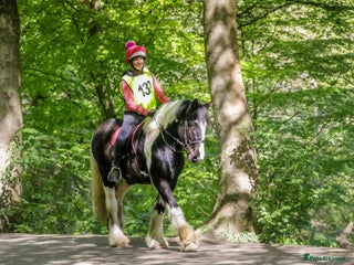 Irish Cob horses Rising 5 year old 15hh exciting prospect! - Advert 1