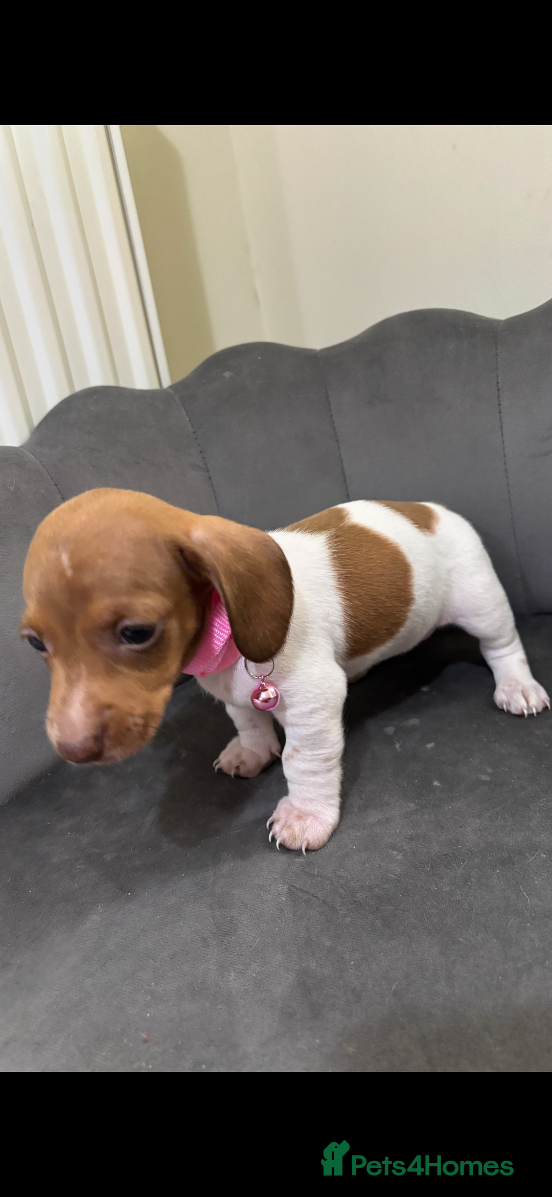 Miniature Dachshund dogs for sale: Stunning mini sausages  - Image 4
