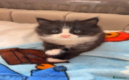 Mixed Breed cats for sale: boy kitten looking for his forever home - Image 6