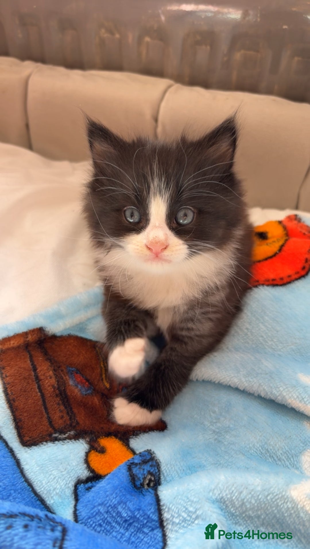 Mixed Breed cats for sale: boy kitten looking for his forever home - Image 6