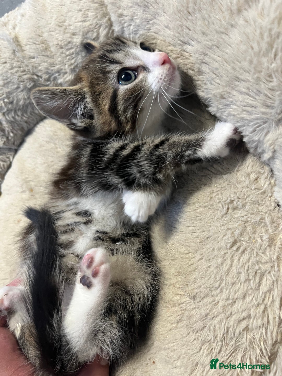 Mixed Breed cats for sale: 🐾 5 Stunning Mixed 8 week old Kittens  - Advert 9