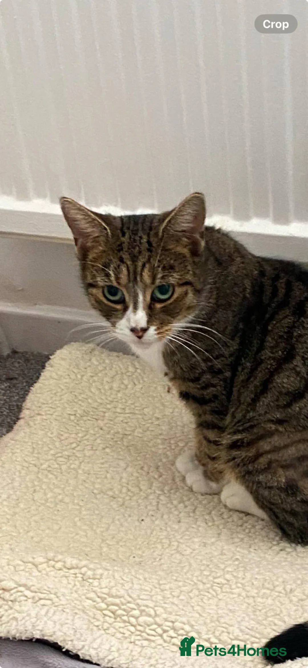 Mixed Breed cats for adoption: Bonded sisters looking for forever home in Hook - Advert 2