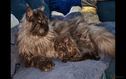 Maine Coon cats for stud: 3 amaizing cats available for stud duties! - Image 2