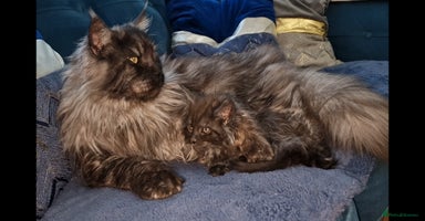 Maine Coon cats - Advert 12