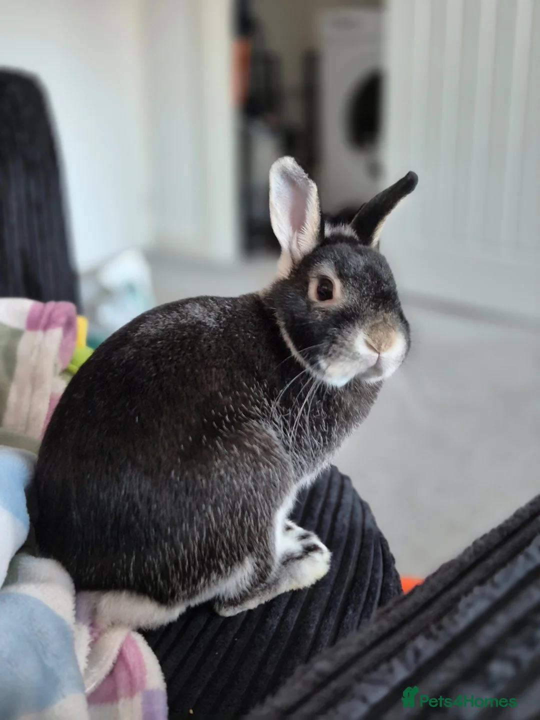 Mixed Breed rabbits for sale: Female Indoor Rabbit in Peterborough - Advert 4
