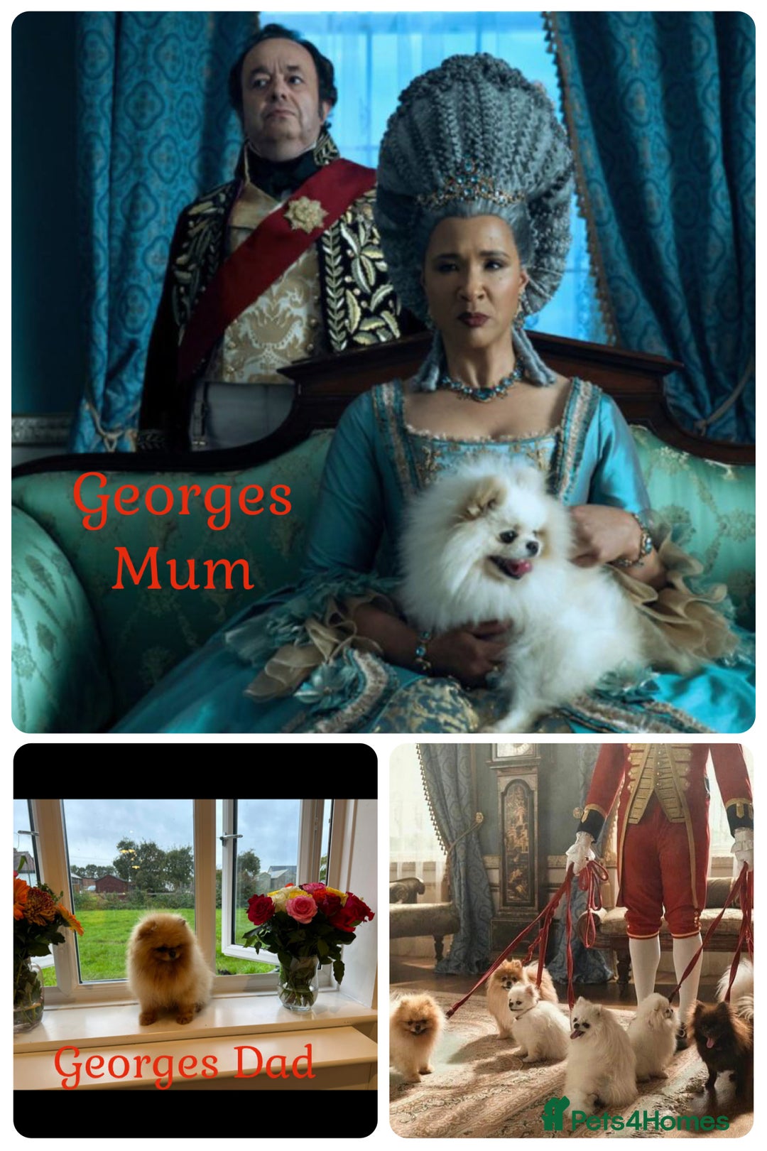 Pomeranian dogs for stud: Prince George Bridgeton 👑 - Advert 25