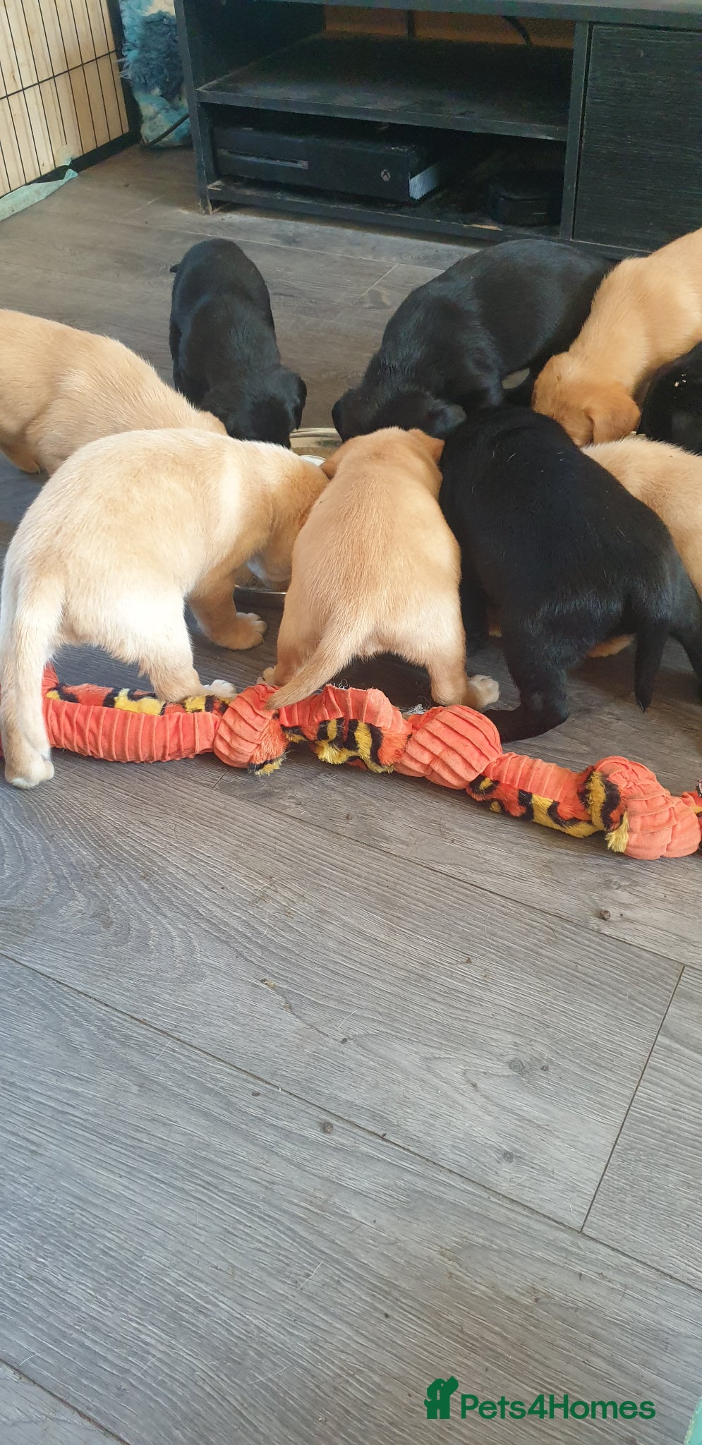 Mixed Breed dogs Labrador x pointedor pups - Advert 12