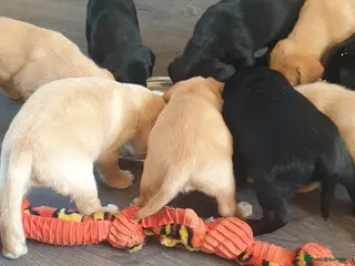 Mixed Breed dogs Labrador x pointedor pups - Advert 6