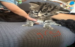 American Shorthair cats for sale: Gorgeous tabby and black kittens - Image 1