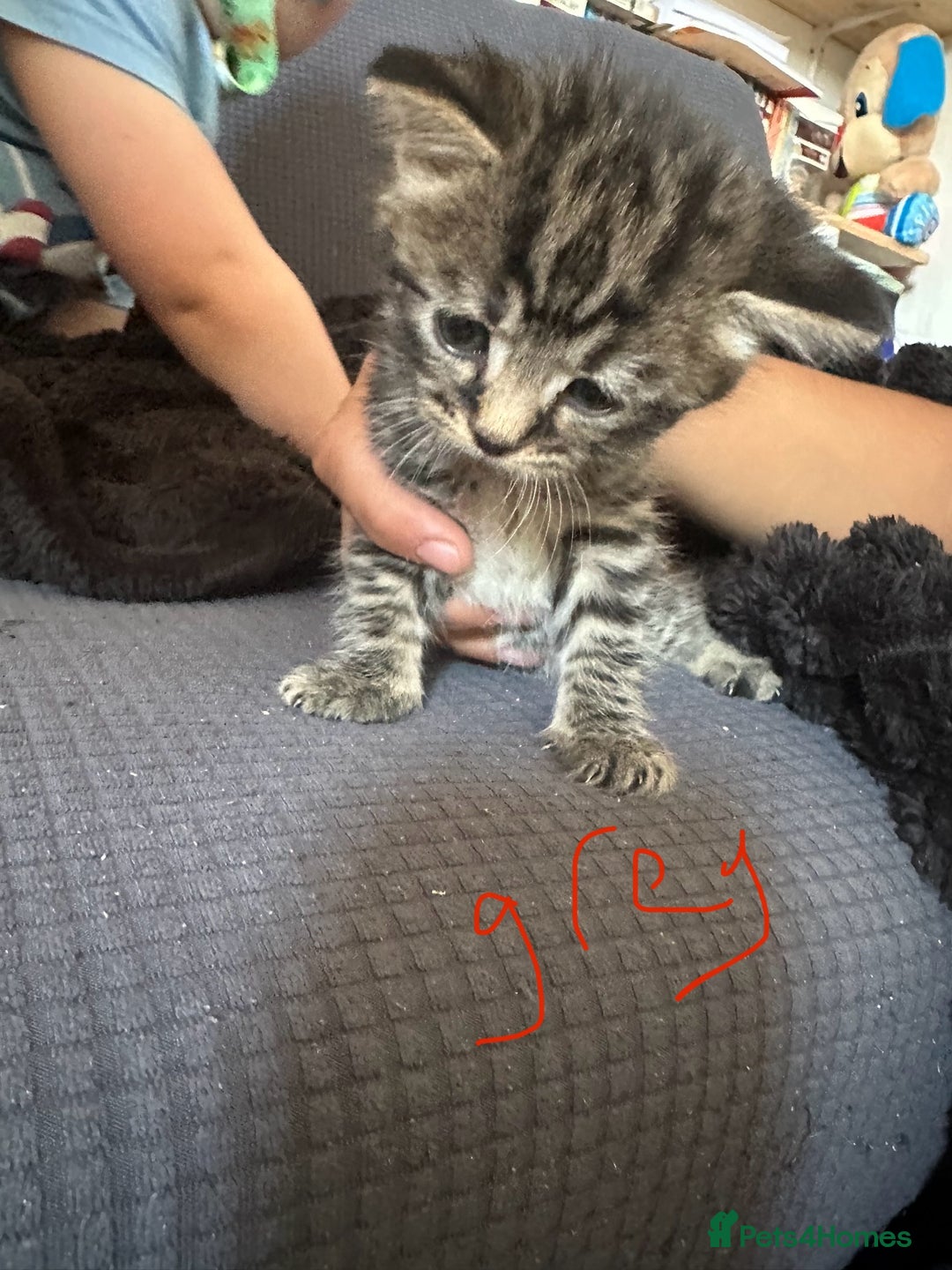 American Shorthair cats for sale: Gorgeous tabby and black kittens - Image 1