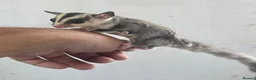 Sugar Glider rodents for sale: Baby Joey Gliders  - Advert 4