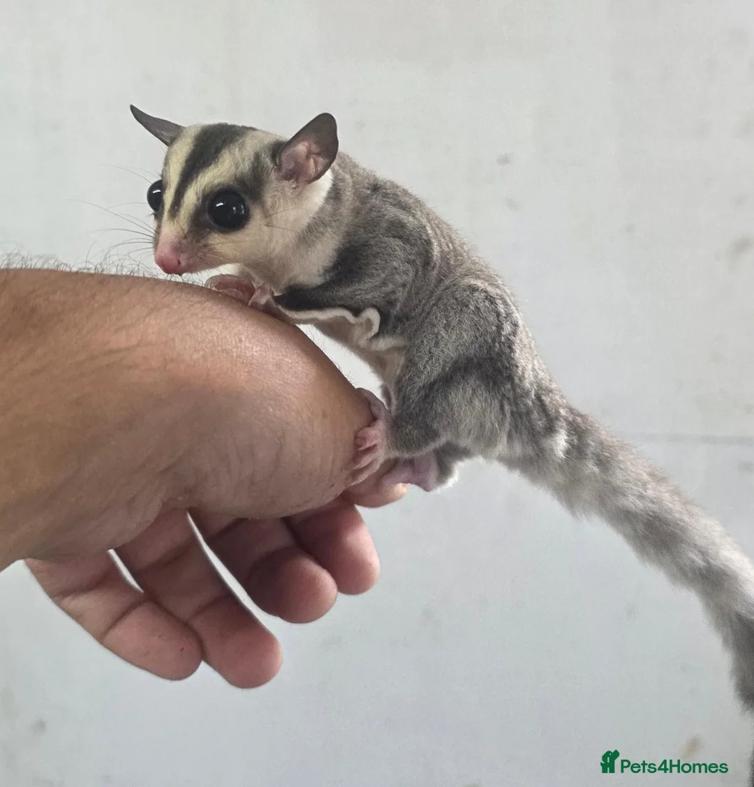 Sugar Glider rodents for sale: Baby Joey Gliders  - Advert 4