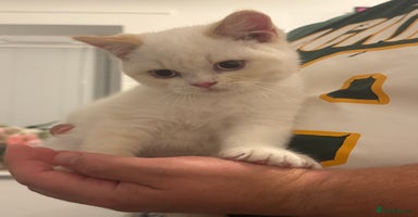 British Shorthair cats - Advert 7