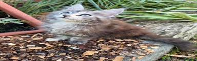 Freya