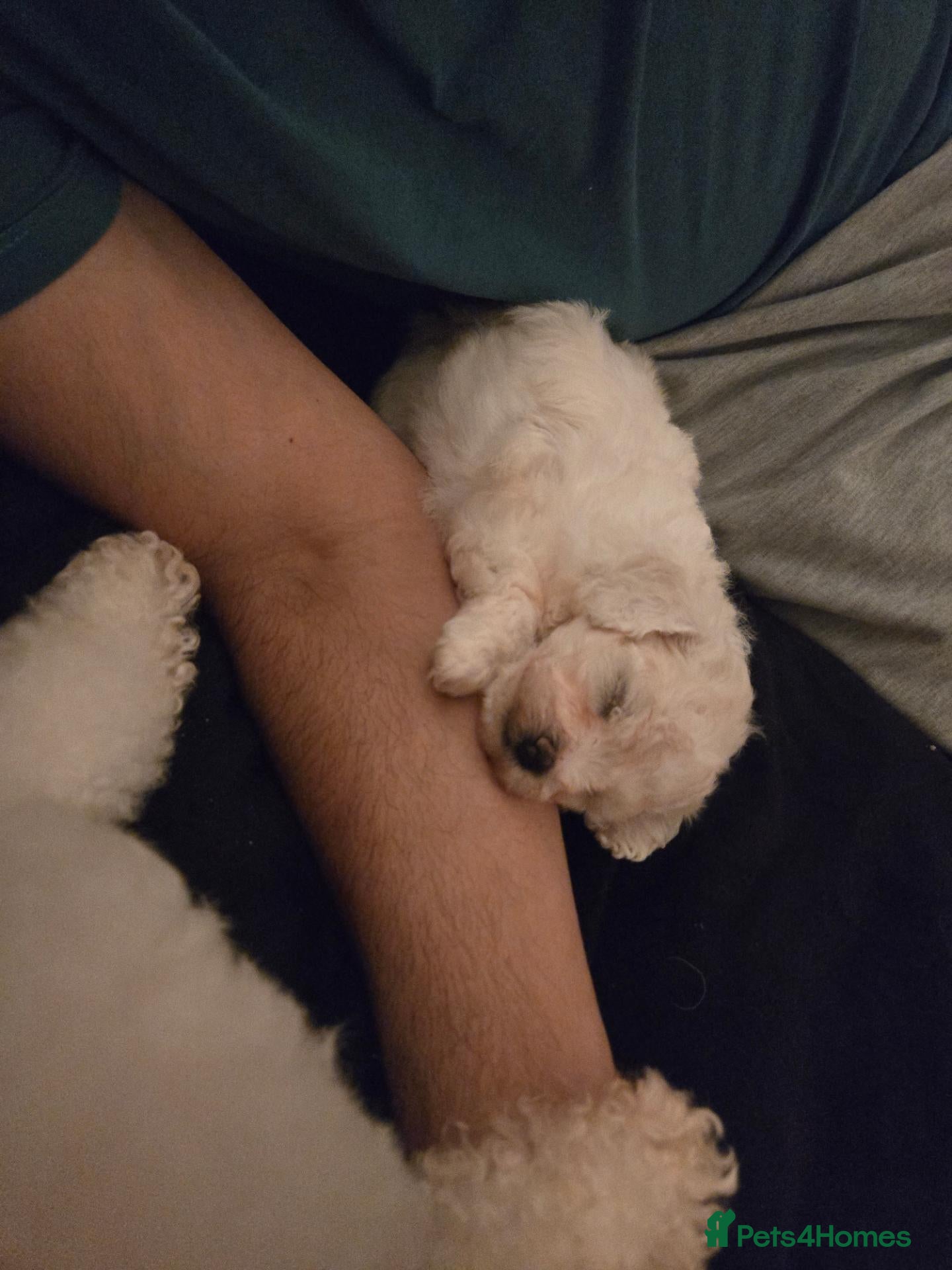 Bichon Frise dogs Pure pedigree male bichon puppy - Advert 2