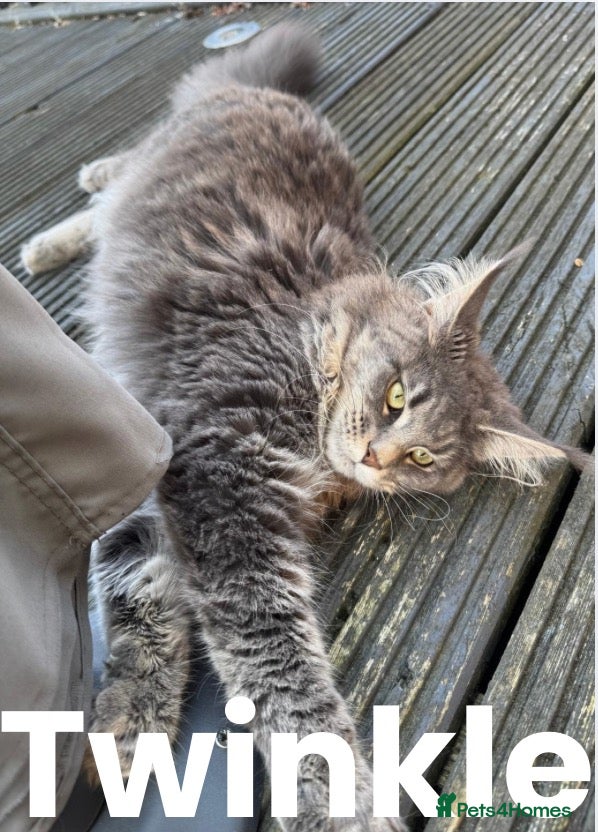 Maine Coon cats Friendly Maine Coon Female – Wonderful Family Cat - Advert 1