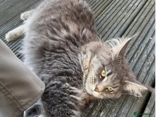 Maine Coon cats Friendly Maine Coon Female – Wonderful Family Cat - Advert 1