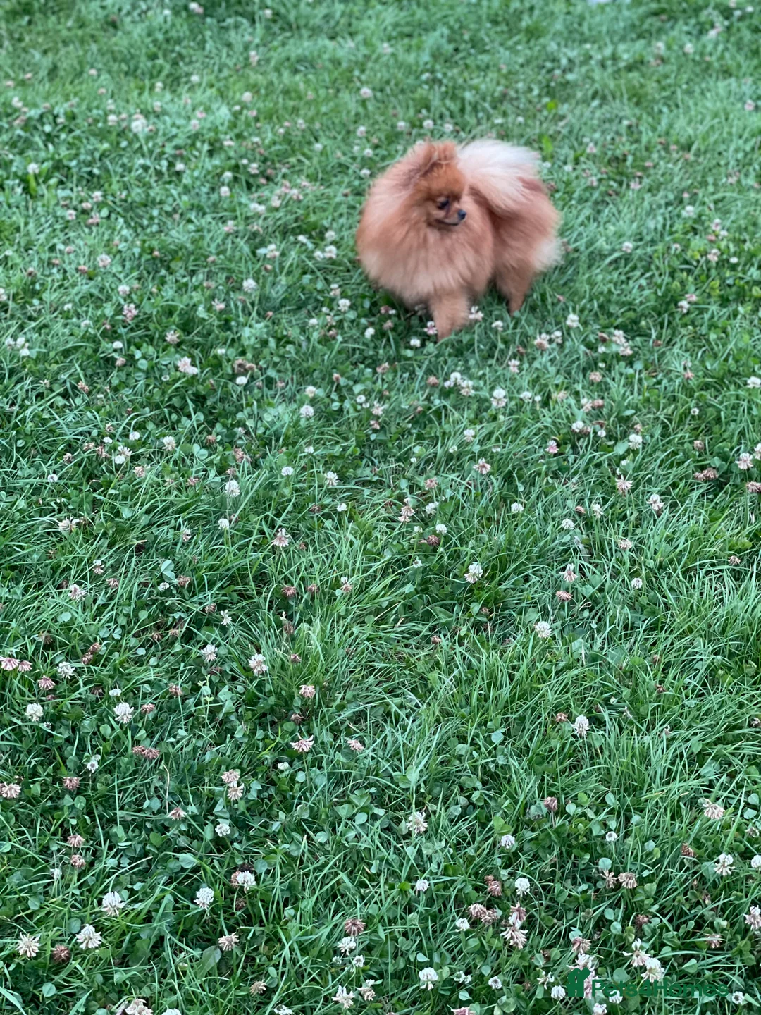 Pomeranian dogs for stud: Orange Pomeranian KC Registered CHAMPION Bloodline in Manchester - Advert 2