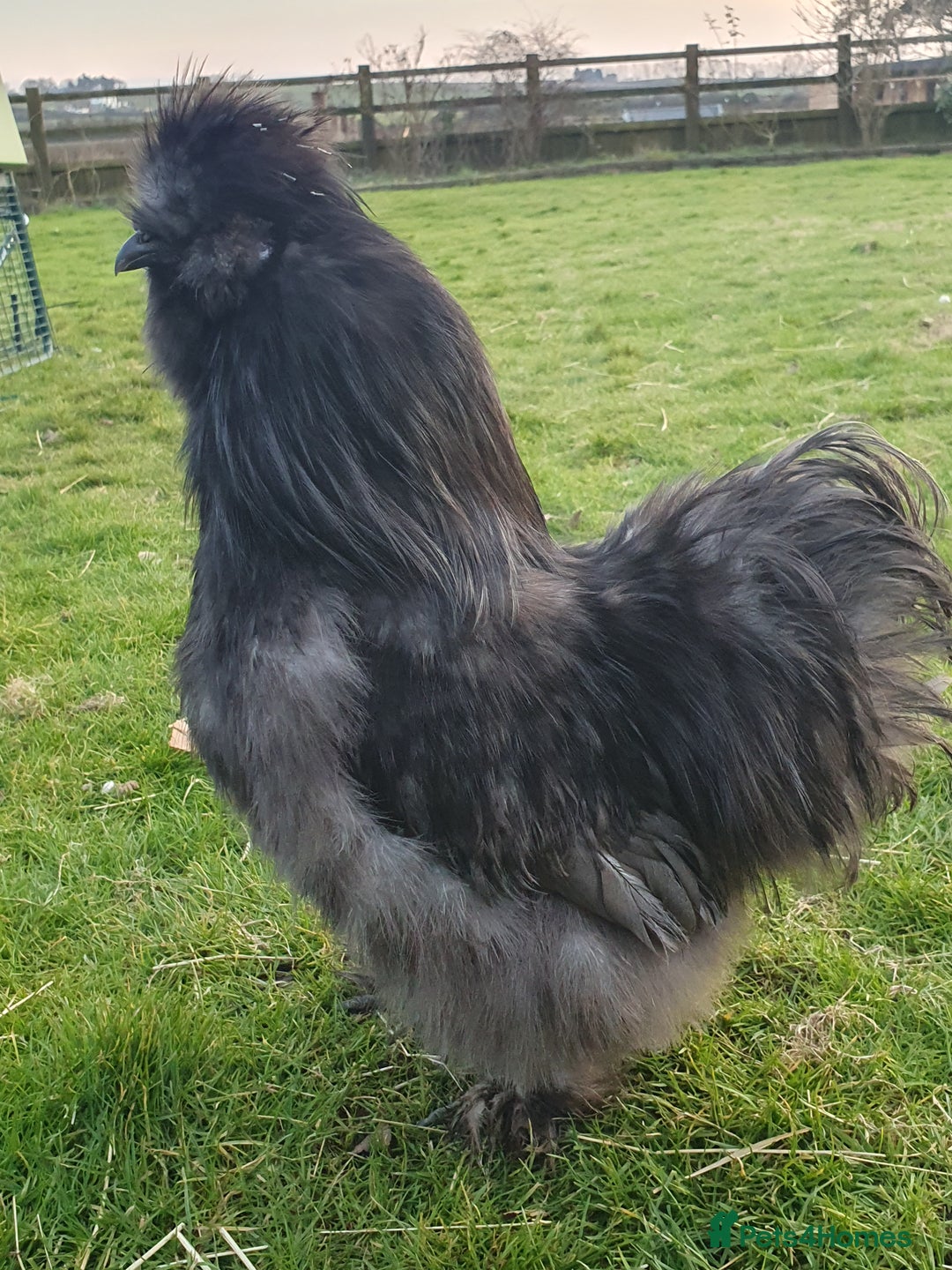 Chickens poultry for sale: Blue Bearded Silkie Hatching eggs with *Guarantee* - Image 5