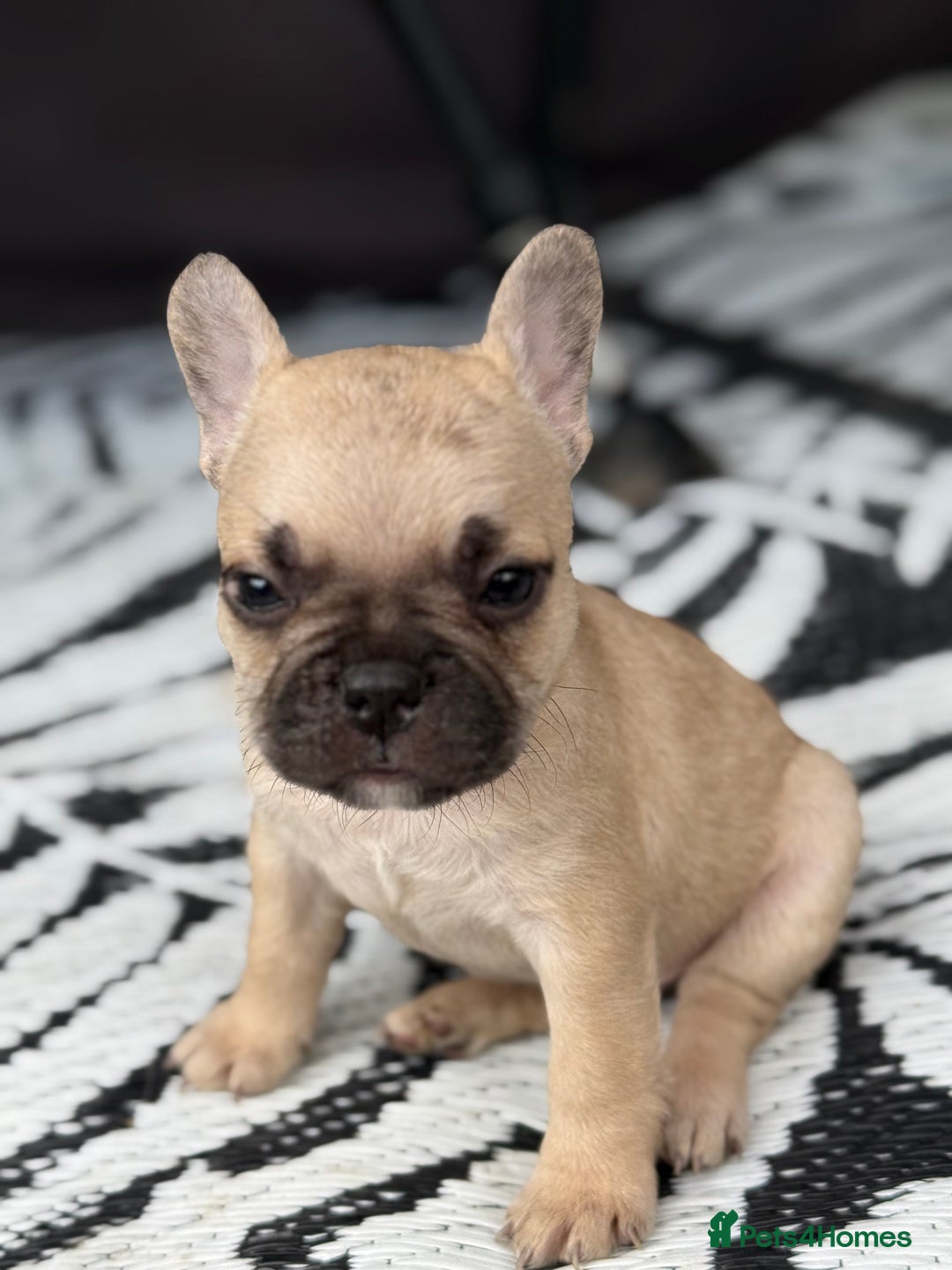 French Bulldog dogs for sale: Beautiful frenchie pups in Leeds - Image 19