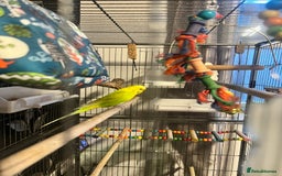 Budgerigars birds for sale: Budgies with cage  - Image 3