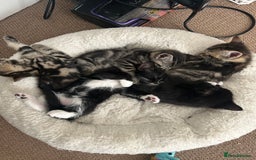 Mixed Breed cats for sale: Litter of 6 beautiful kittens - Image 1
