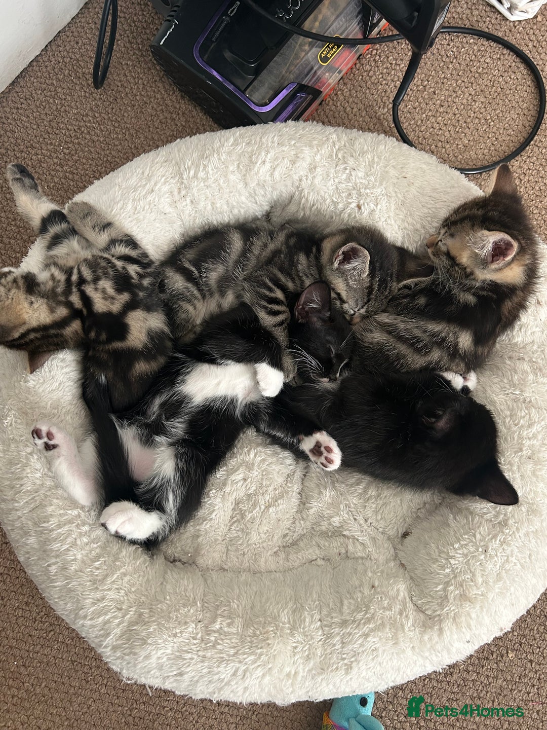 Mixed Breed cats for sale: Litter of 6 beautiful kittens - Image 1