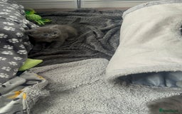 Chartreux cats for sale: American shorthair / chartreux  kittens - Image 3