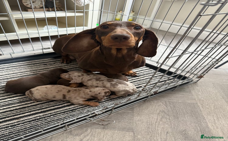 Dachshund dogs - Advert 7