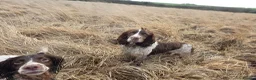 English Springer Spaniel dogs for sale: ⭐️ KC Home Reared Tested Springer Pups ⭐️ - Advert 9