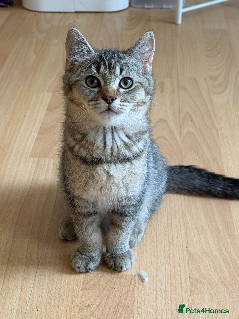British Longhair cats looking for a home !!!!! 2 kittens left each 500£  - Advert 14