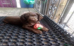 Cocker Spaniel dogs for sale: Female cocker spaniel pups  - Image 5