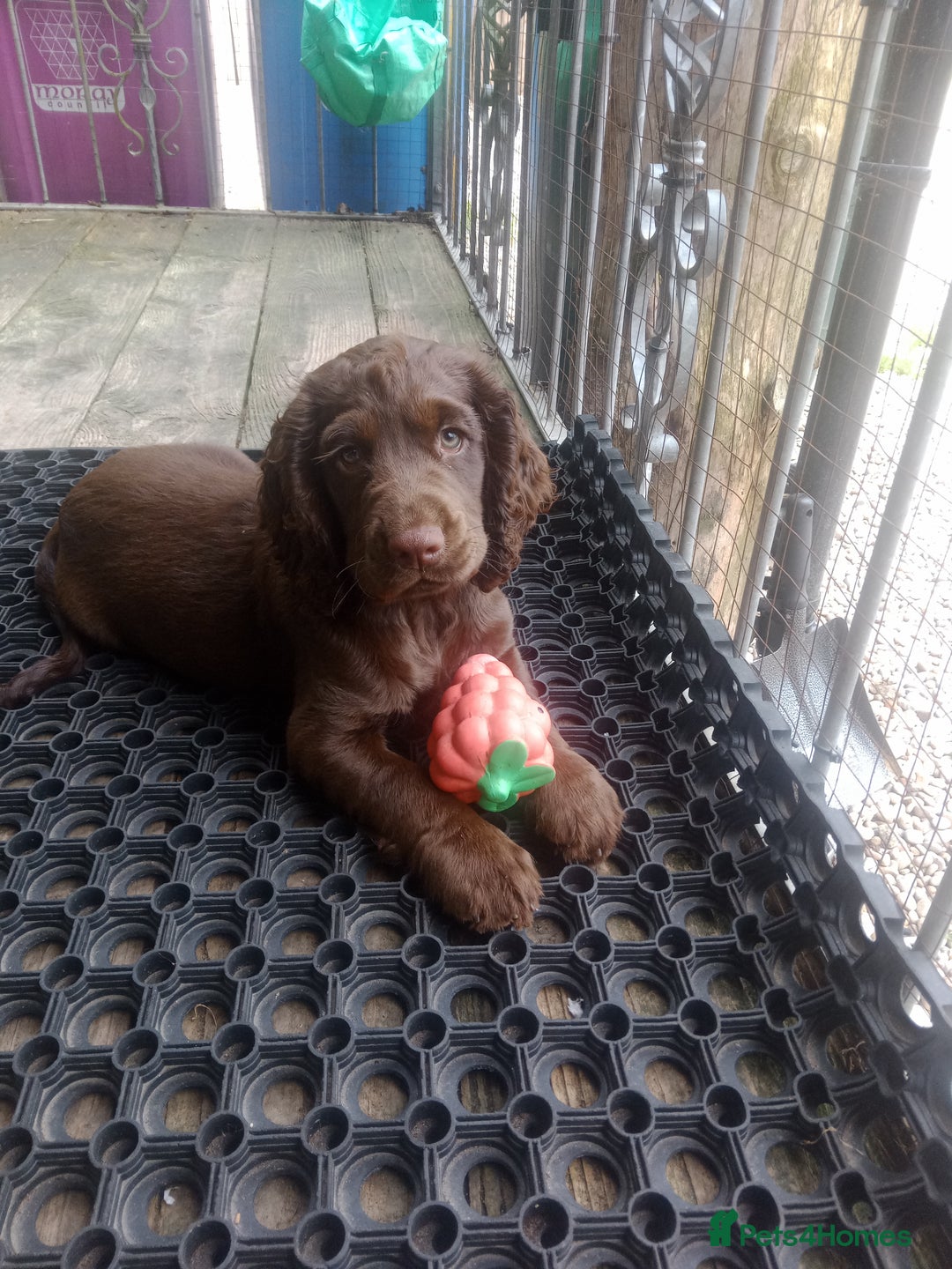 Cocker Spaniel dogs for sale: Female cocker spaniel pups  - Image 5