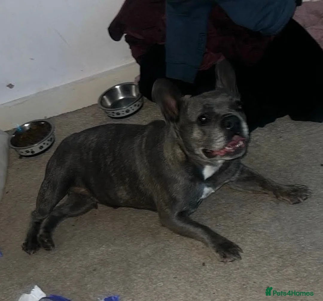 Mixed Breed dogs for sale: Peanut - Advert 4