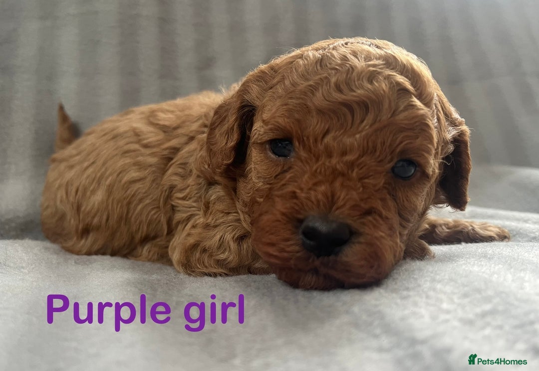 Cavapoo dogs for sale: Gorgeous F1B Cavapoo puppies  - Image 3