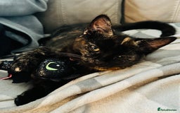British Shorthair cats for sale: Little Tortoise Girl looking for forever home  - Image 5