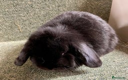 Mini Lop rabbits for sale: Mini lop black doe in Saint Neots - Image 3