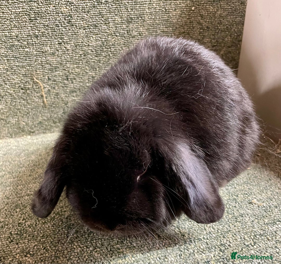 Mini Lop rabbits for sale: Mini lop black doe in Saint Neots - Image 3