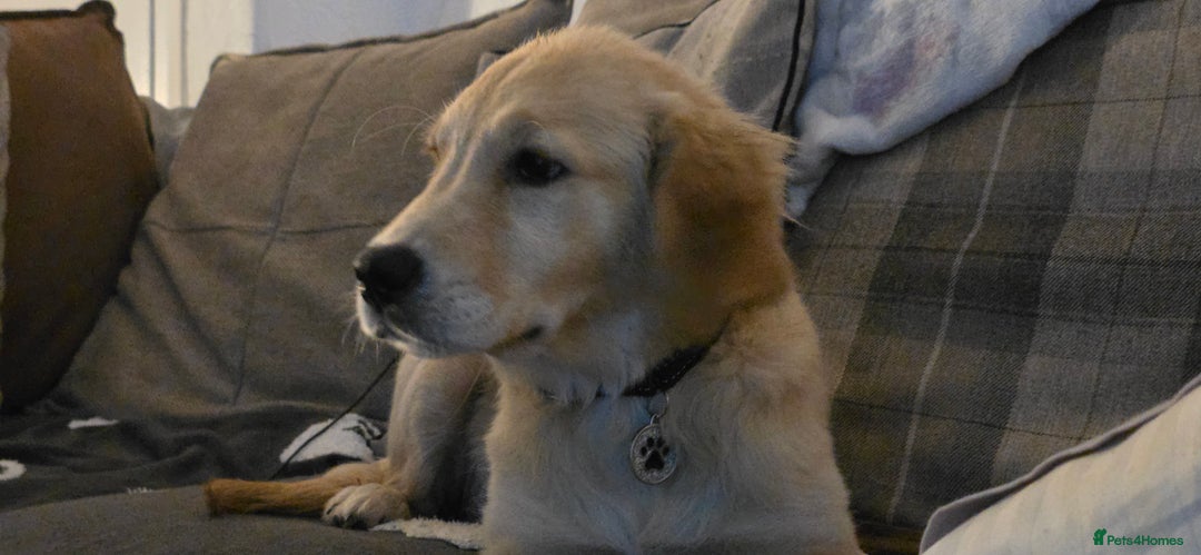Golden Retriever dogs for sale: 6 month old beautiful golden retriever  - Advert 3