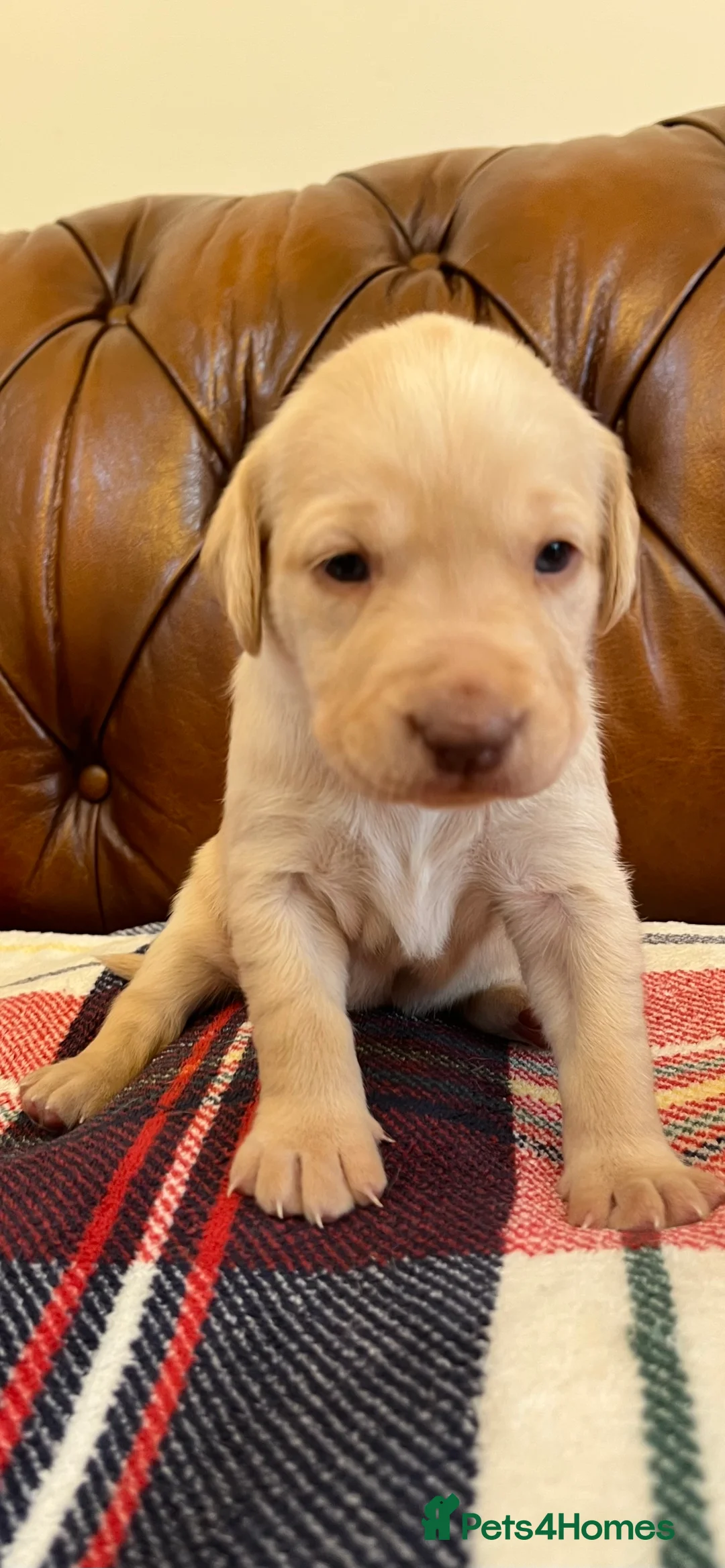 Mixed Breed dogs for sale: 1/9 F2 Weimador / Labmaraner  - Advert 16