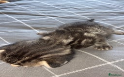 Mixed Breed cats for sale: 5 kittens  - Image 9
