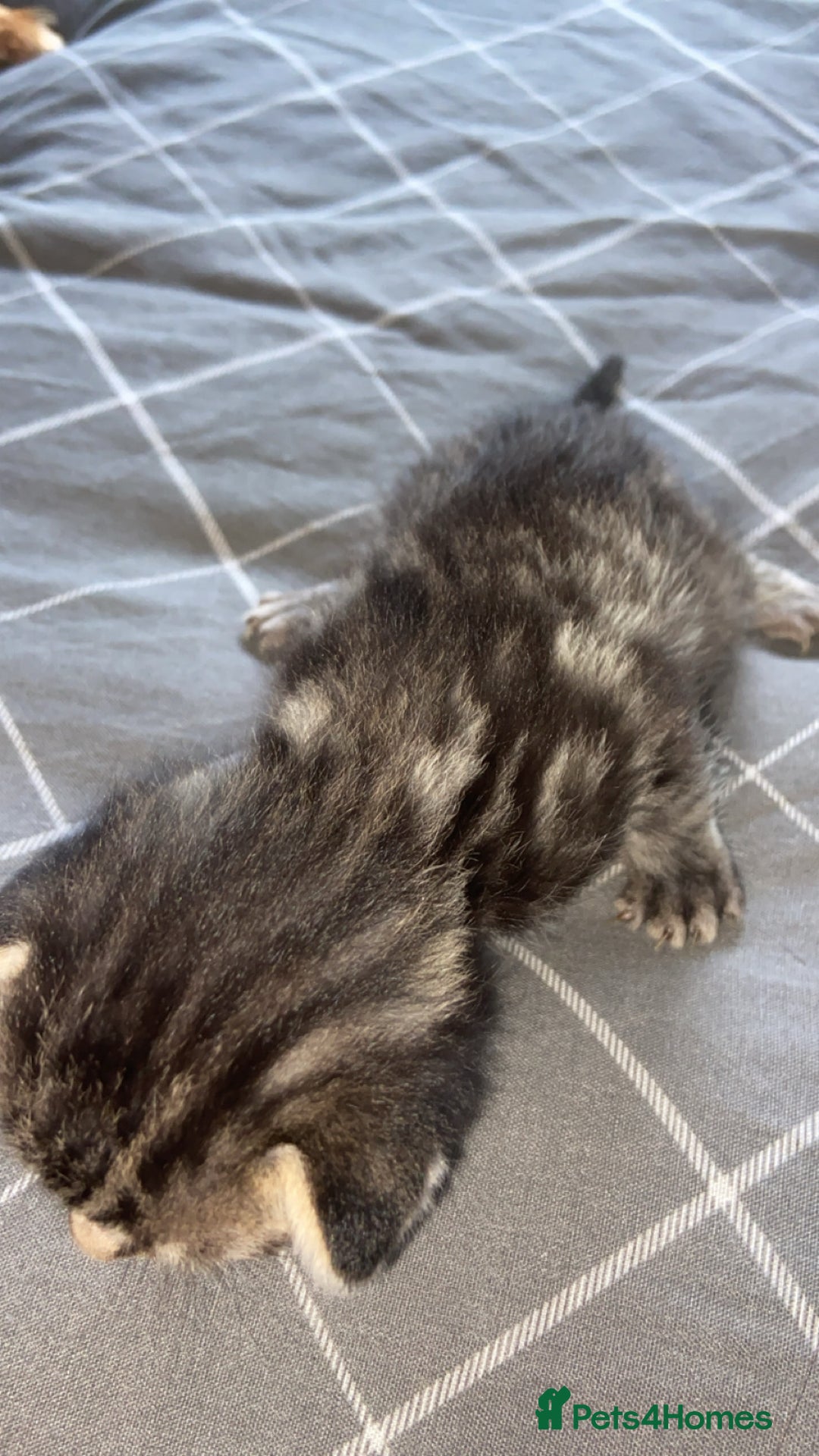 Mixed Breed cats for sale: 5 kittens  - Image 9