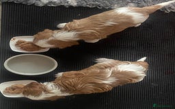 Cavalier King Charles Spaniel dogs for sale: KC Reg. BOYS DNA clear and Health Tested Parens - Image 7