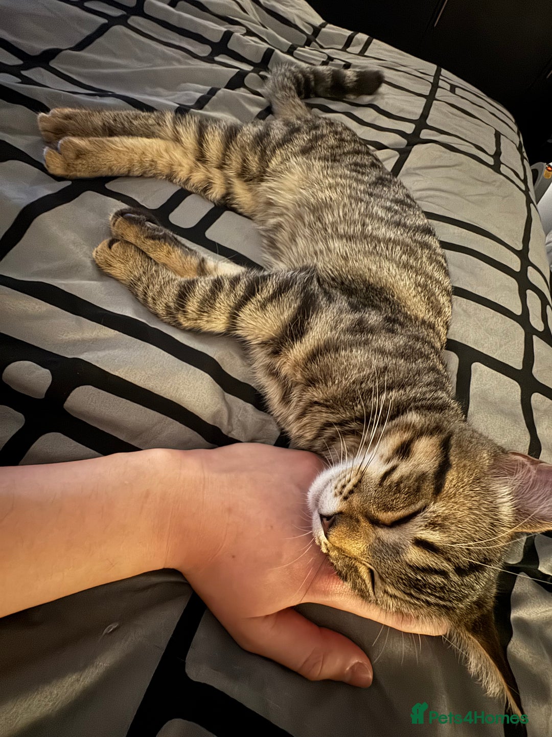 Mixed Breed cats for sale: 7 months old kittens - Image 7