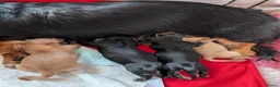 Miniature Dachshund dogs for sale: Stunning miniature dachshund  - Advert 6