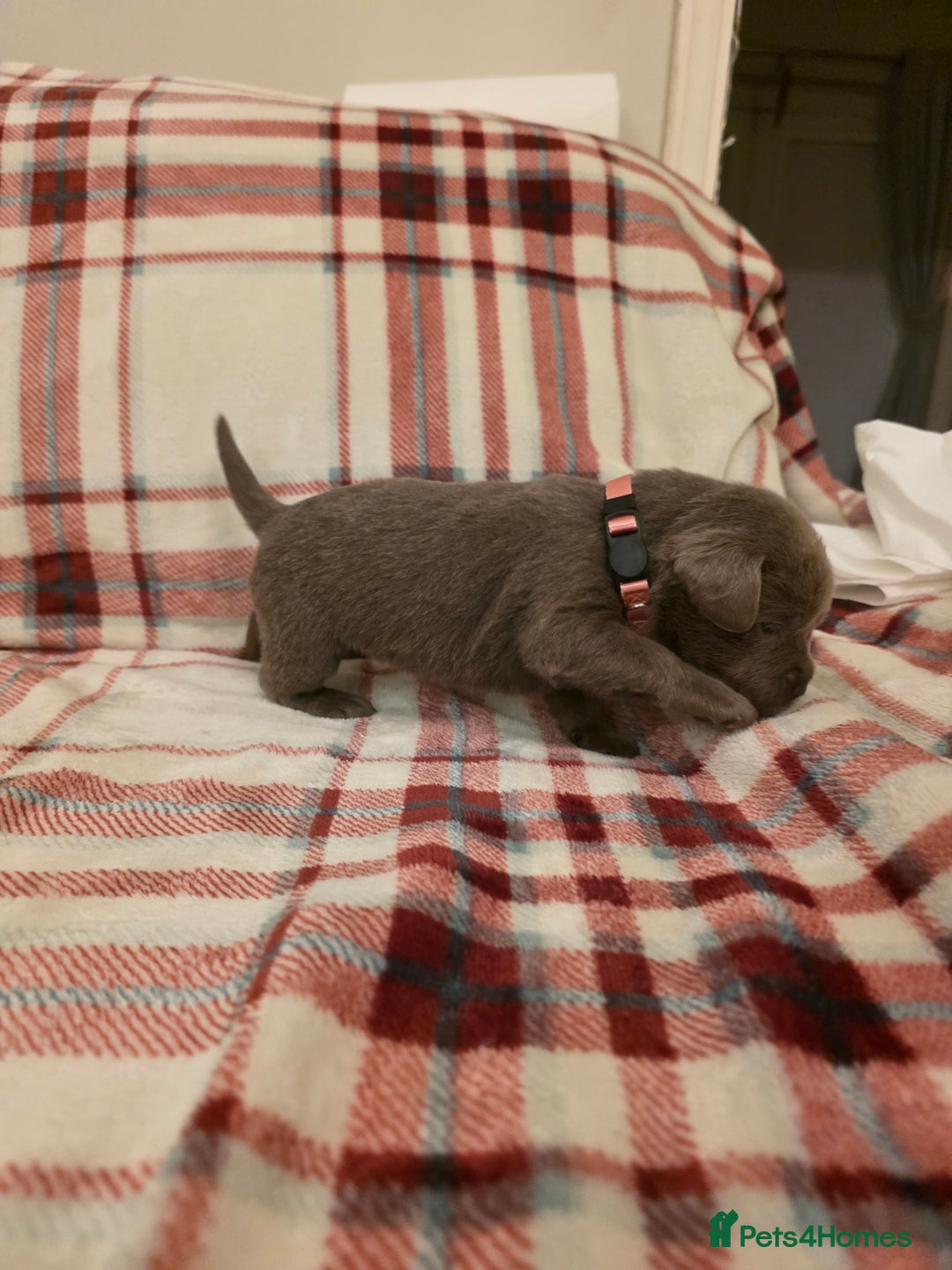 Labrador Retriever dogs for sale: Silver Labrador Puppies For Sale - Advert 6