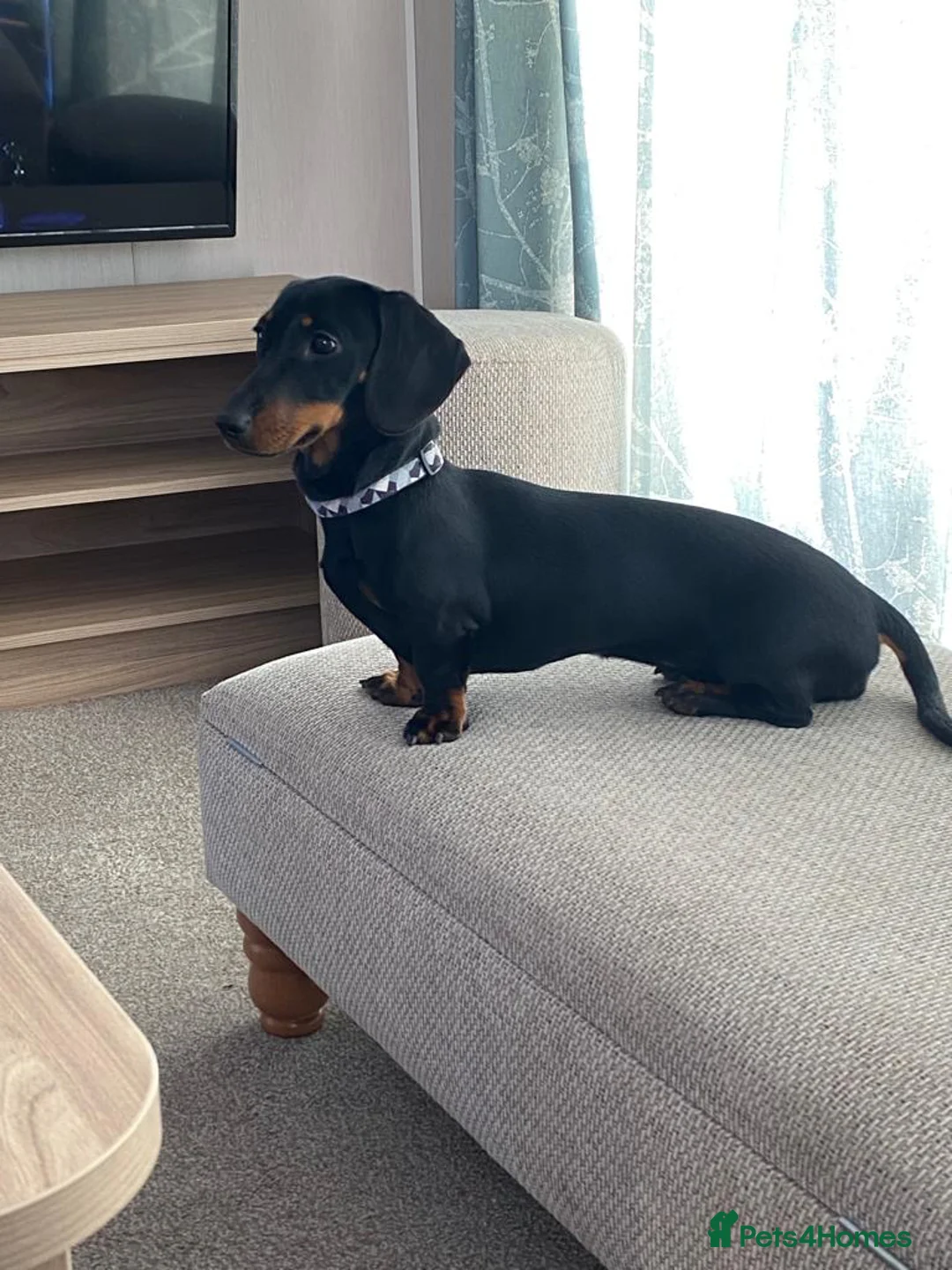 Miniature Dachshund dogs for sale: Ready now KC Registered male miniature Dachshunds  - Advert 7