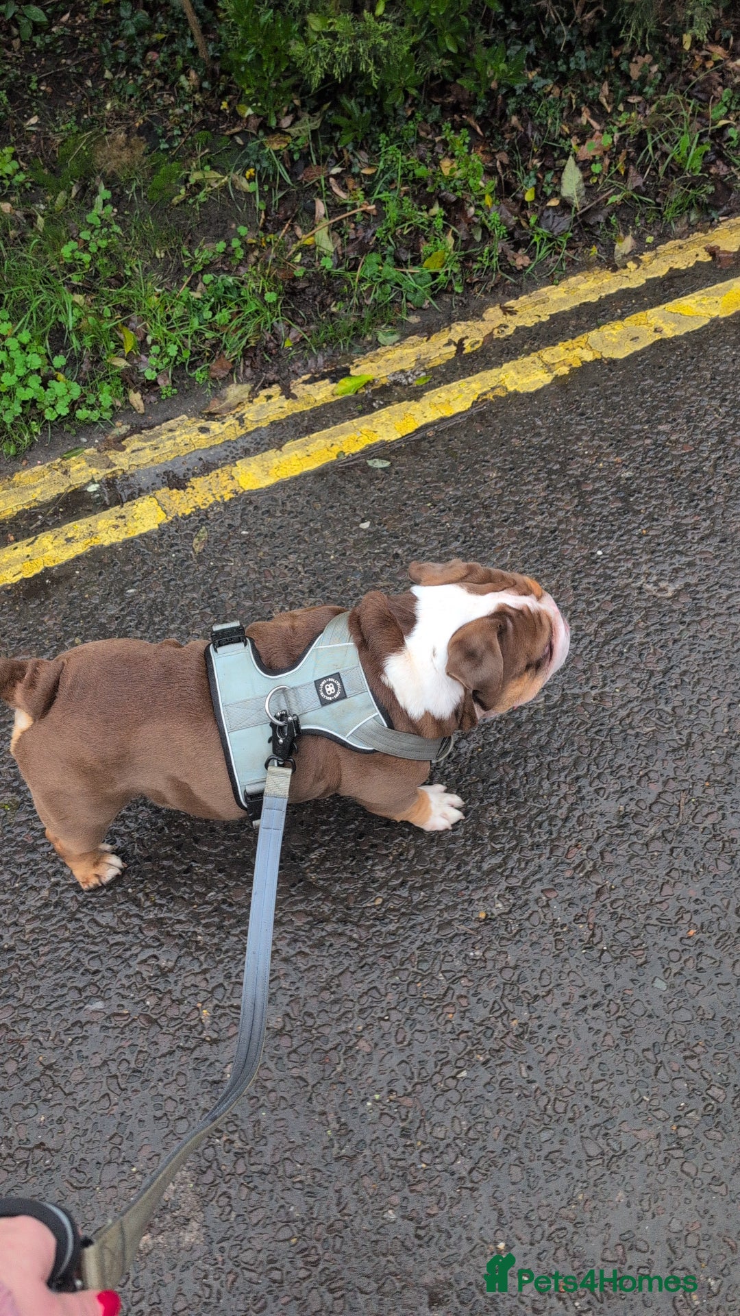 English Bulldog dogs for sale: Rolo  - Advert 5